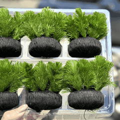 Giá Thể Tròn Quấn Len Trồng Cây Thủy Sinh – Dành Cho Cây Cắt Cắm Đường Kính 7cm