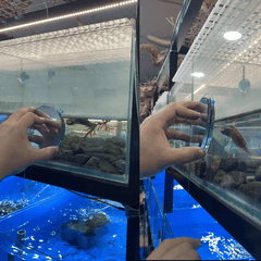 Kinh Gương Kè Cá Tròn 2 Mặt Gương Có Dây Treo Giúp Cá Bung Sung