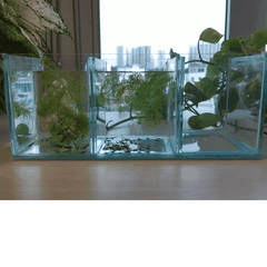 Hồ Nhỏ Gọn Nuôi Cá Betta Đẻ Cá  1 ngăn, 2 ngăn, 3 ngăn, 4 ngăn 5 ngăn siêu tiện lợi