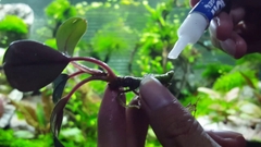 Keo Dán Cây Thủy Sinh, Lũa, Rêu Đá Guo Elephan Thái Lan