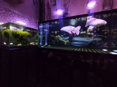 ĐÈN LED THỦY SINH KAOKUI KK70 PRO RGB – CHỈNH APP, LÊN MÀU CỰC ĐẸP