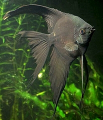 Cá Thần Tiên Đen Black