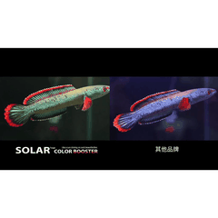 ĐÈN LED SOLAR COLOR BOOSTER – KÍCH MÀU CÁ CẢNH CHUYÊN NGHIỆP