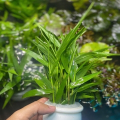 Tre Thủy Sinh – Trang Trí Hồ Cá, Bể Thủy Sinh