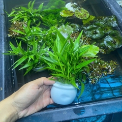 Tre Thủy Sinh – Trang Trí Hồ Cá, Bể Thủy Sinh