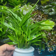 Tre Thủy Sinh – Trang Trí Hồ Cá, Bể Thủy Sinh