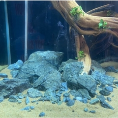 Đá Nham Xanh Tự Nhiên – Decor Hồ Cá Phong Cách Nature Aquarium