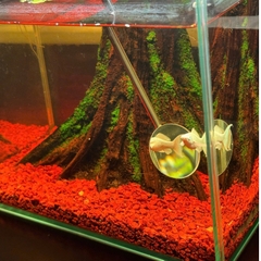 Kính Kè Cá Betta Cán Rút ~70cm – Gương Kè Betta Tập Sung, Bung Vây, Lên Form Cá