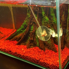 Kính Kè Cá Betta Cán Rút ~70cm – Gương Kè Betta Tập Sung, Bung Vây, Lên Form Cá