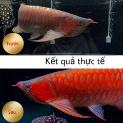 Đèn Led T8 Xuanmeilong Thủy Tinh Limited 2 hàng led - Led XML Chuyên Dụng Đỏ Cá