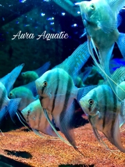 Thần Tiên Xanh 3 Sọc