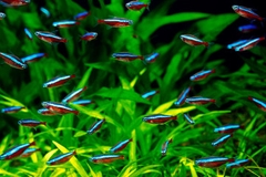 Cardinal Tetra - Cá Neon Vua