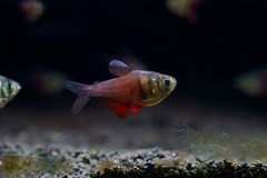 Flame Tetra