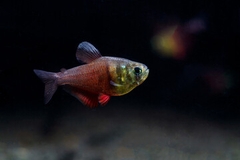 Flame Tetra