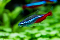 Neon Tetra - Cá Neon Xanh