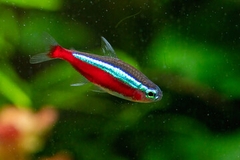 Cardinal Tetra - Cá Neon Vua