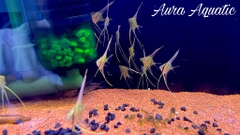 Altum
