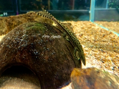 Green Lizard Loach - Thằn Lằn Xanh