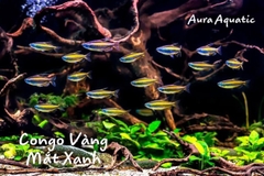 Blue Eyed Congo Tetra - Cá Congo Vàng Mắt Xanh