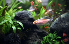 Congo Albino Tetra