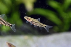 Pygmy Zebra Loach