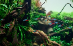 Neon Tetra - Cá Neon Xanh