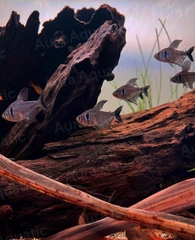 Black Phantom Tetra - Cá Hắc Kỳ