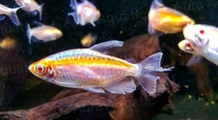 Congo Albino Tetra
