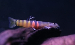 Sumo Loach