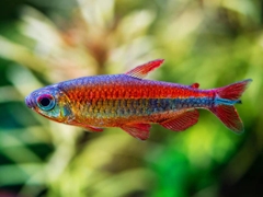 Fantasy Flame Congo Tetra - Cá Congo Lửa Huyền Thoại