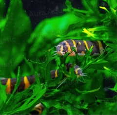 Kuhli Loach