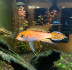 Phượng Hoàng Fire Gold