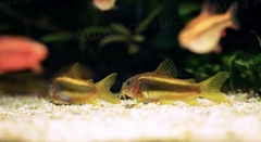 Gold Laser Corydoras - Cá Chuột Gold Laser