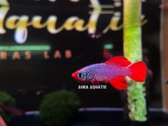 Cardinalis