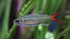 Copei Tetra