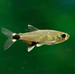 Panda Tetra