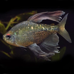 Diamond Tetra