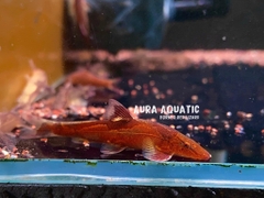 Red Lizard Loach - Cá Thằn Lằn Đỏ