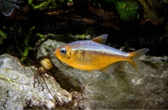 Golden Kogal Tetra - Cá Tetra Vàng Mắt Xanh