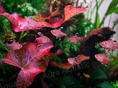 Whitefin Tetra