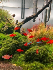 Red Cherry Tetra