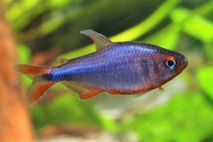 Wadai Tetra
