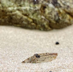 Horseface Loach - Cá Chạch Mặt Ngựa