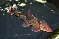 Red Lizard Loach - Cá Thằn Lằn Đỏ