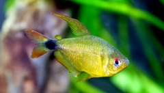 Raccoon Tetra - Cá Tetra Gấu Mèo
