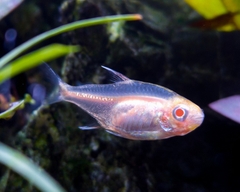 Albino Black Neon Tetra - Cá Neon Albino