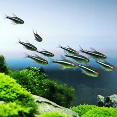 Black Neon Tetra - Cá Neon Đen