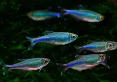Cochu's Blue Tetra
