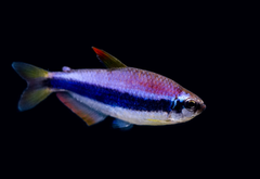 Purple Emperor Tetra - Cá Neon Hoàng Đế Tím