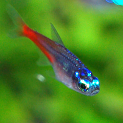Diamond Head Neon Tetra - Cá Neon Kim Cương